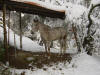 un cheval apaloosa sous la neige....pour la photo mais on se rassure il rentre aux �curies le soir