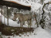 un cheval apaloosa sous la neige...heureusement, c'est tr�s rare...